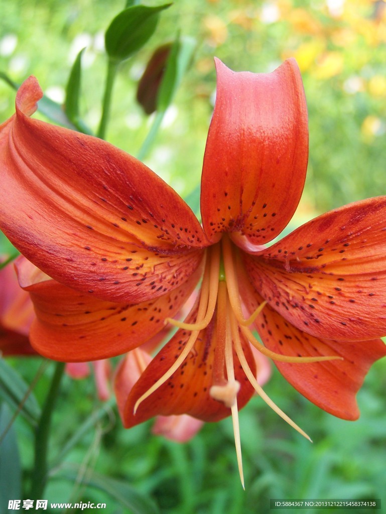 红色百合花