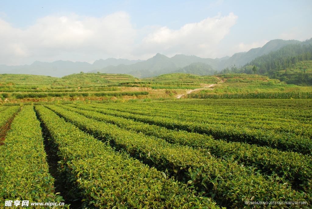 龙坪茶园