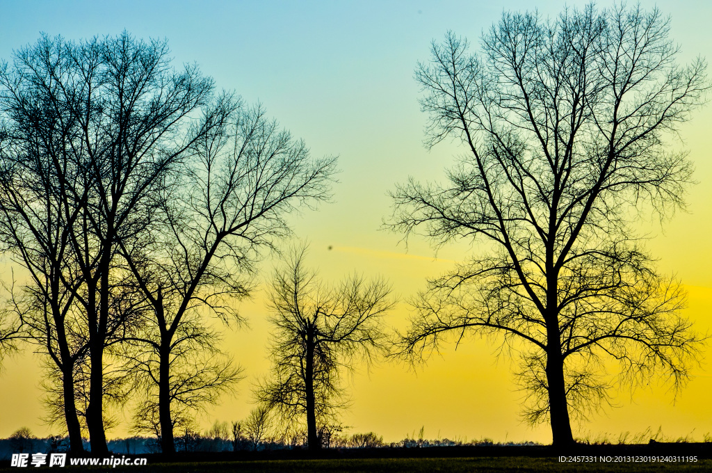 黄昏树木风景