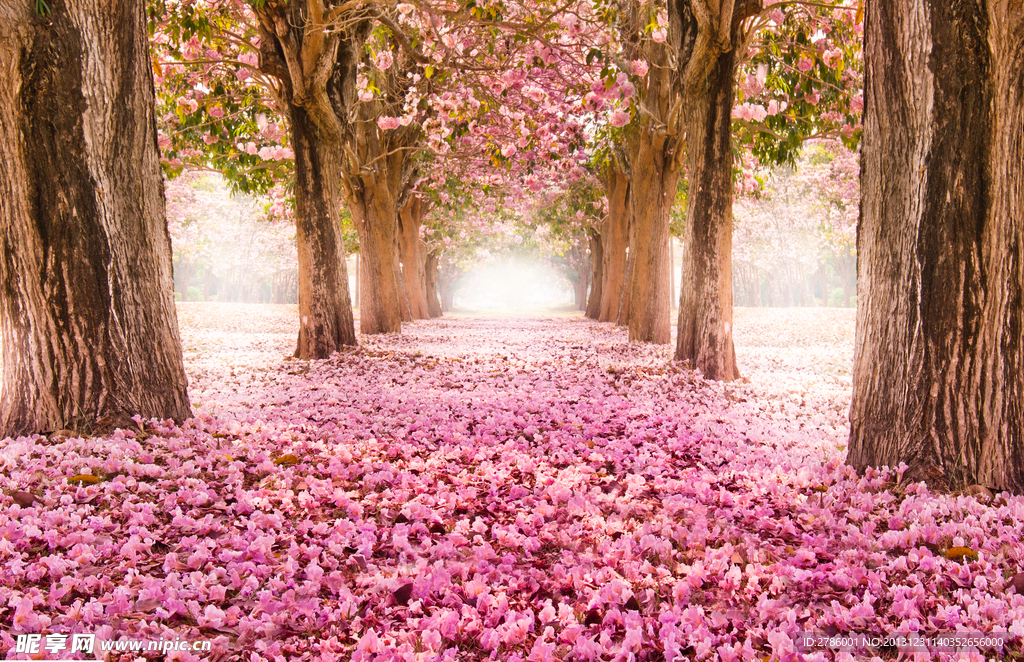 风铃木花朵小道