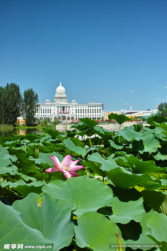 北京吉利大学吉利湖莲