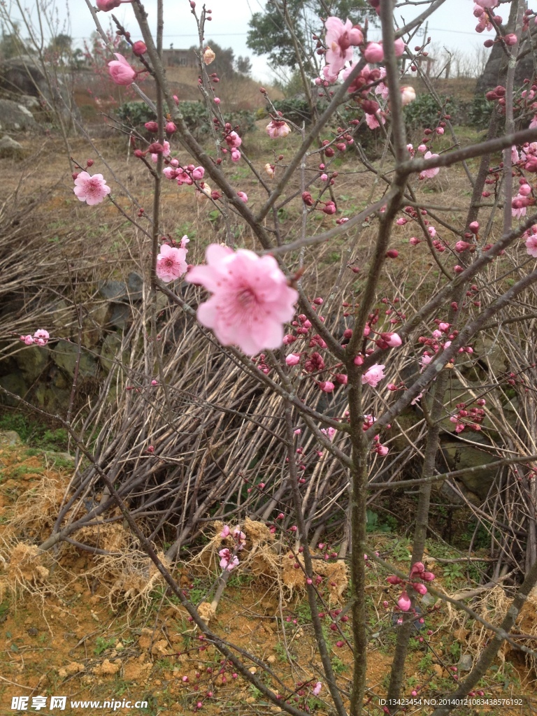 梅花