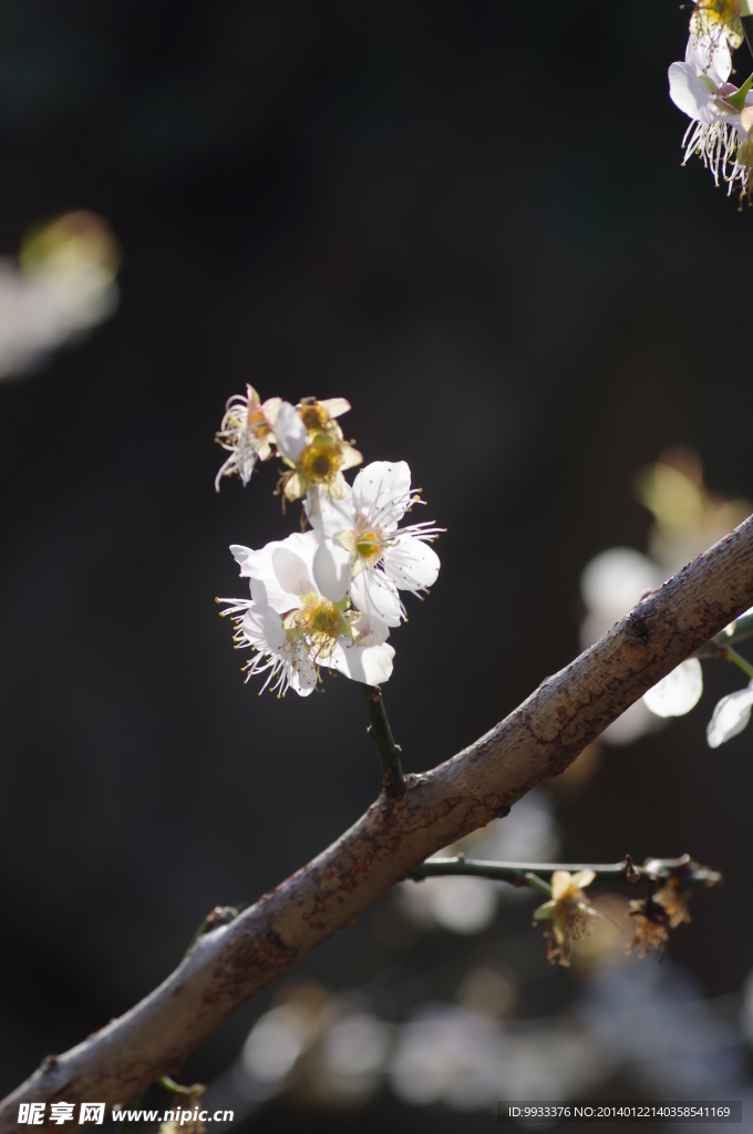 梅花