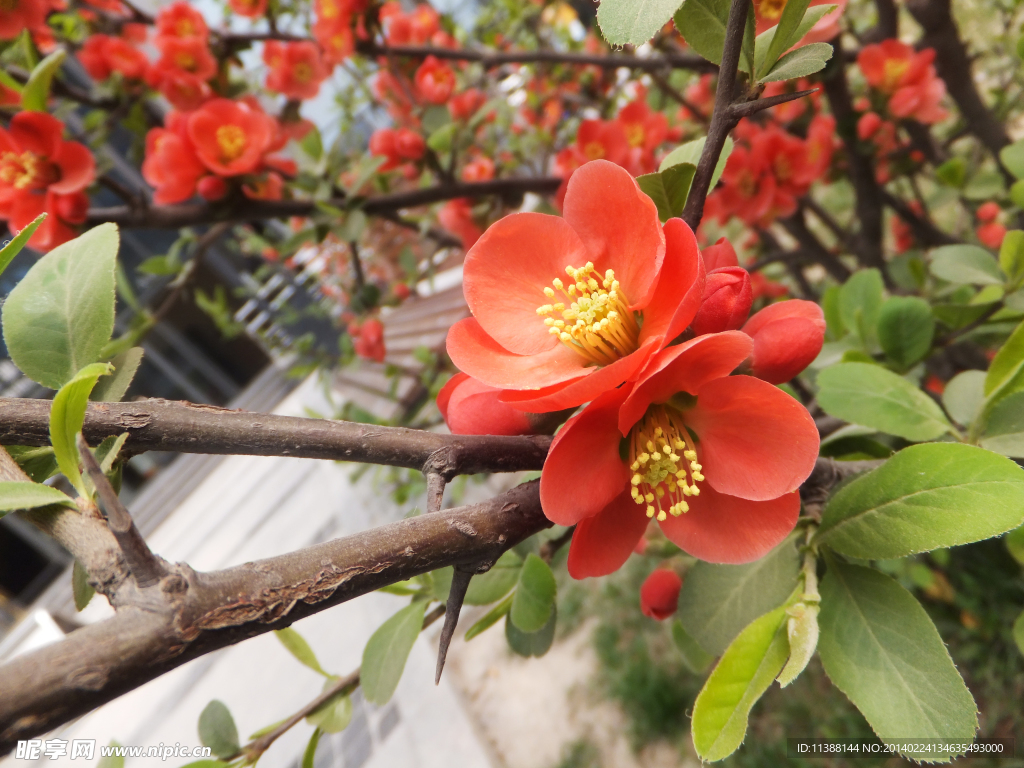 梅花