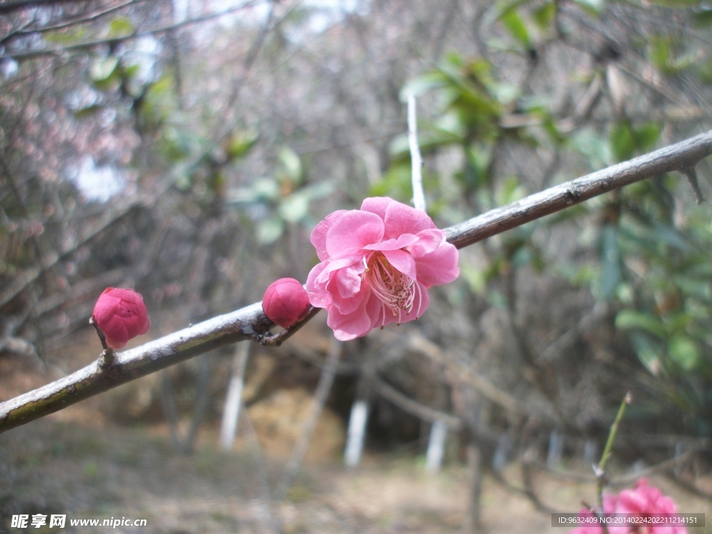 梅花