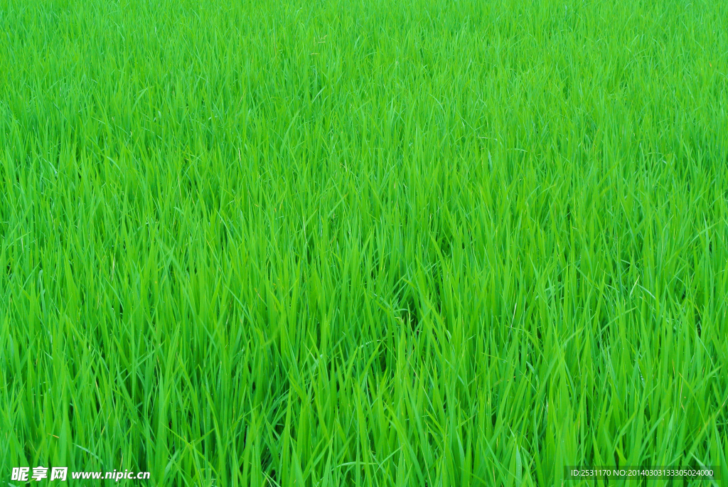 麦田