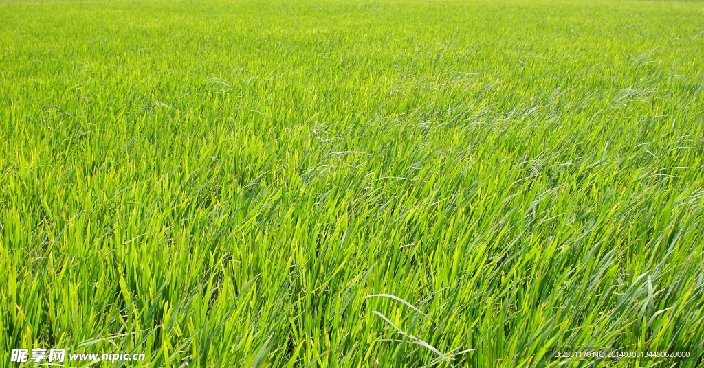 麦田