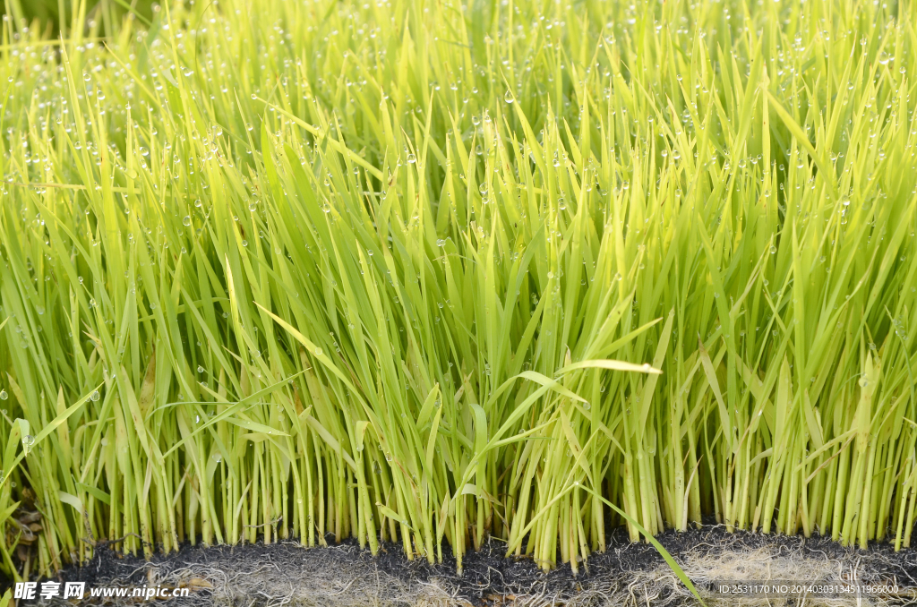 麦田