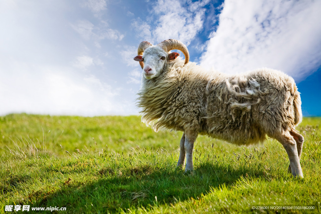 绵羊 草原