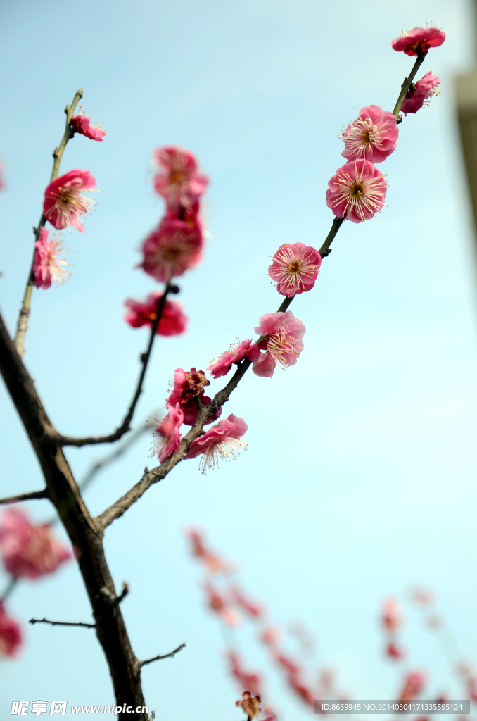 梅花 腊梅