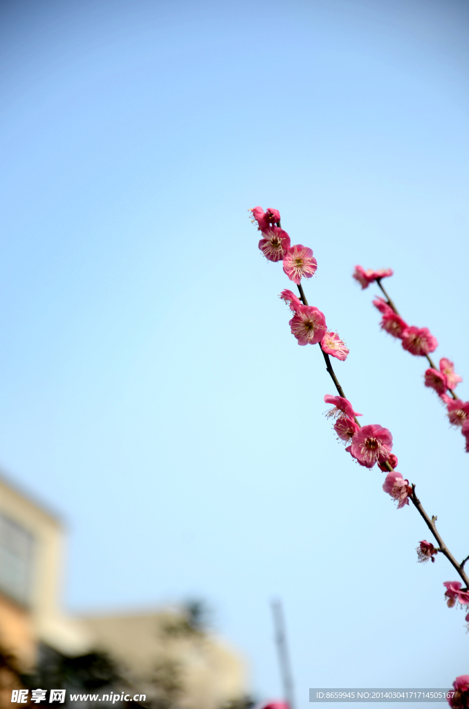 梅花 腊梅