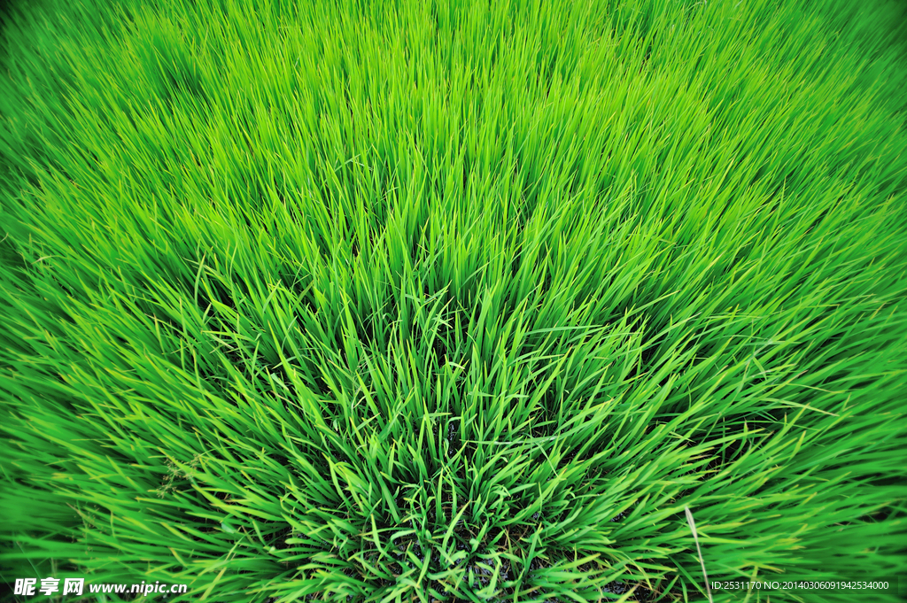 麦田