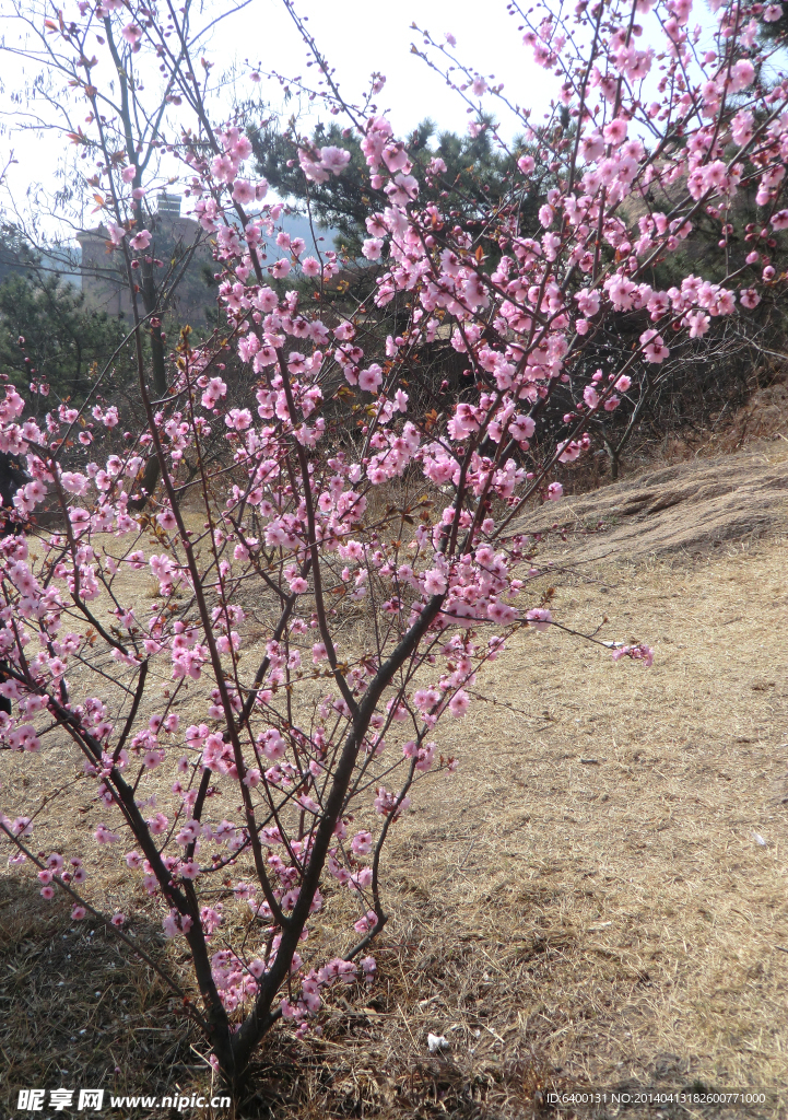 一株梅花