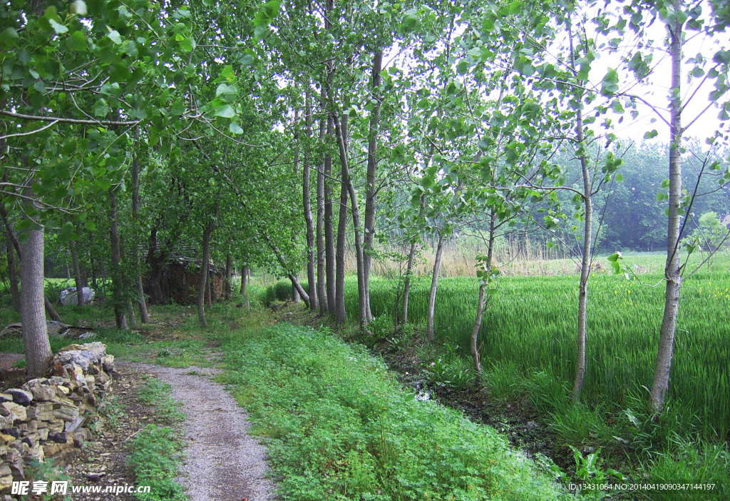 林间小路