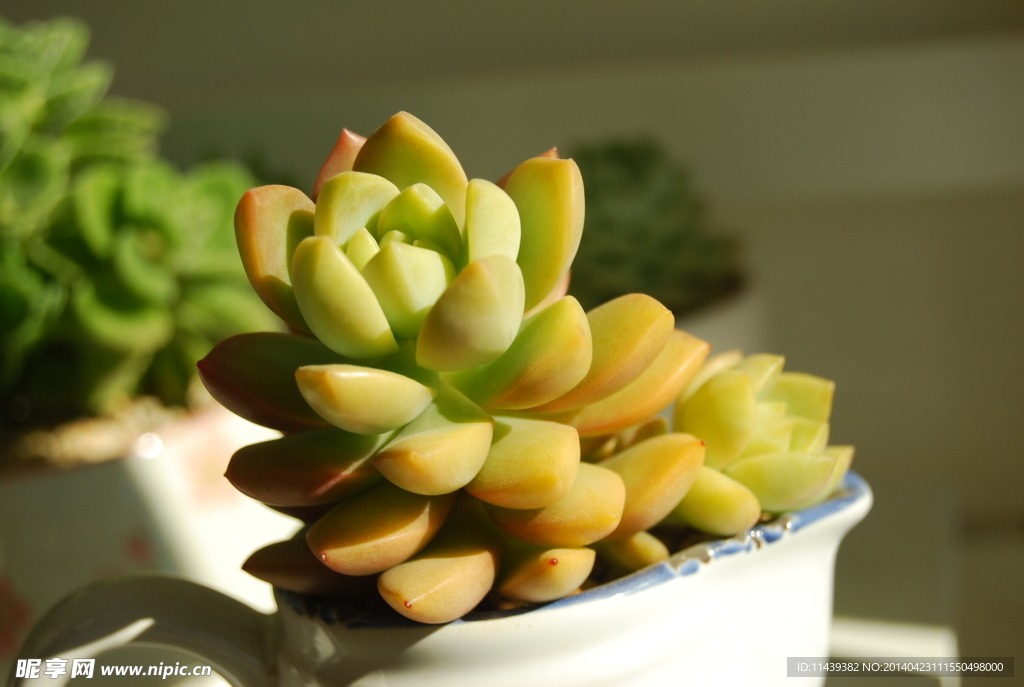 多肉植物 黄丽