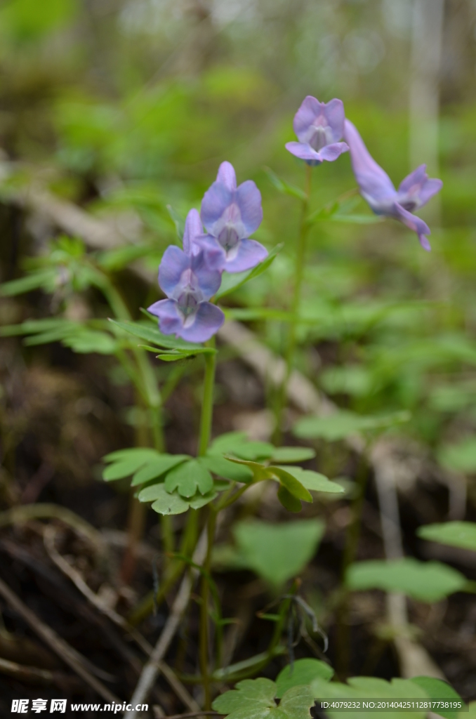 小花特写
