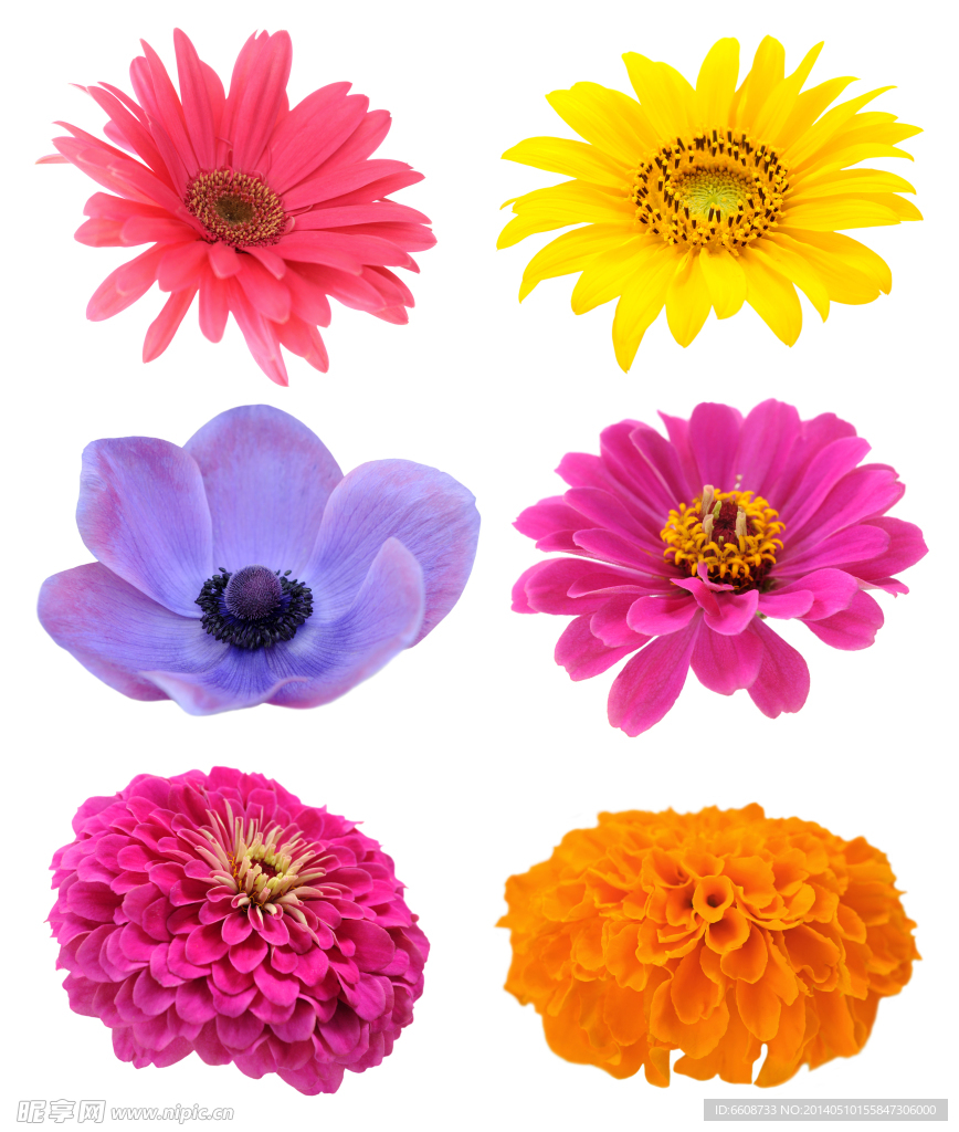 菊花鲜花花瓣