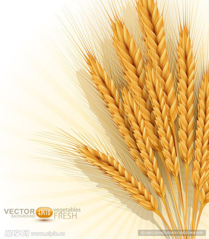 金色麦穗