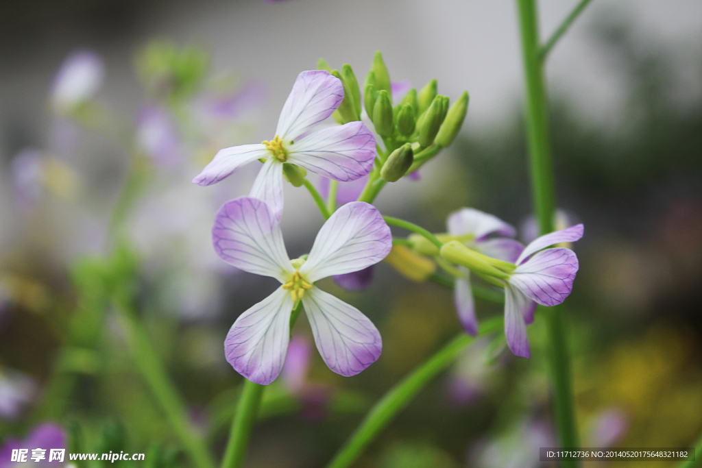 菜花