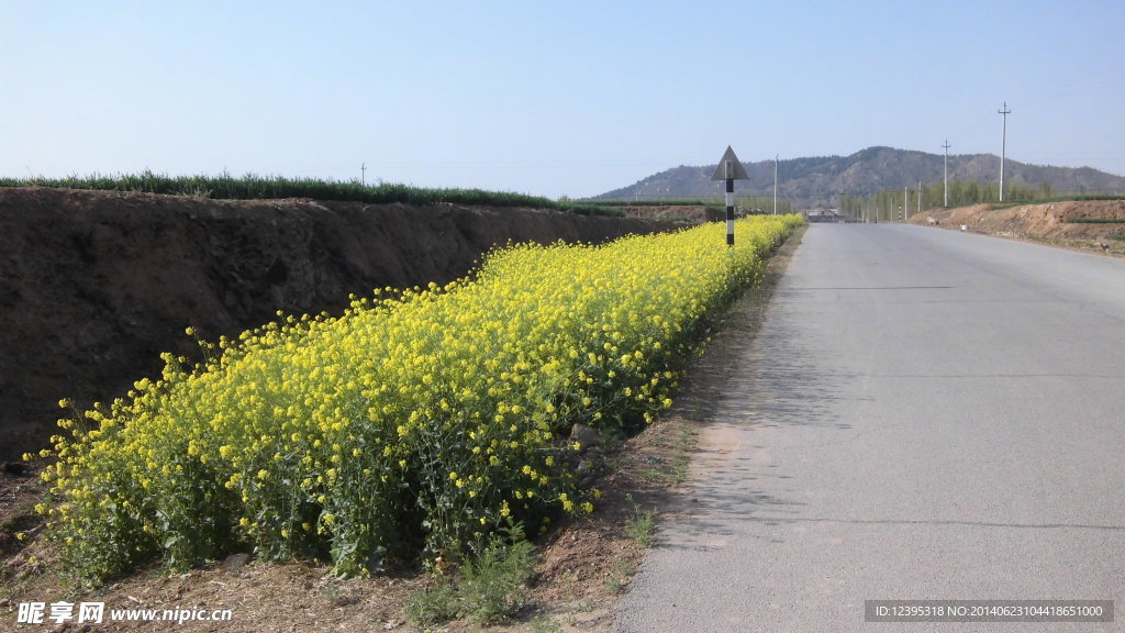 油菜花