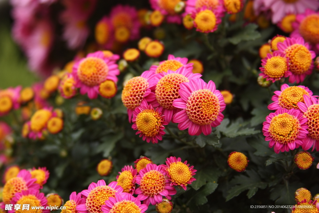 菊花
