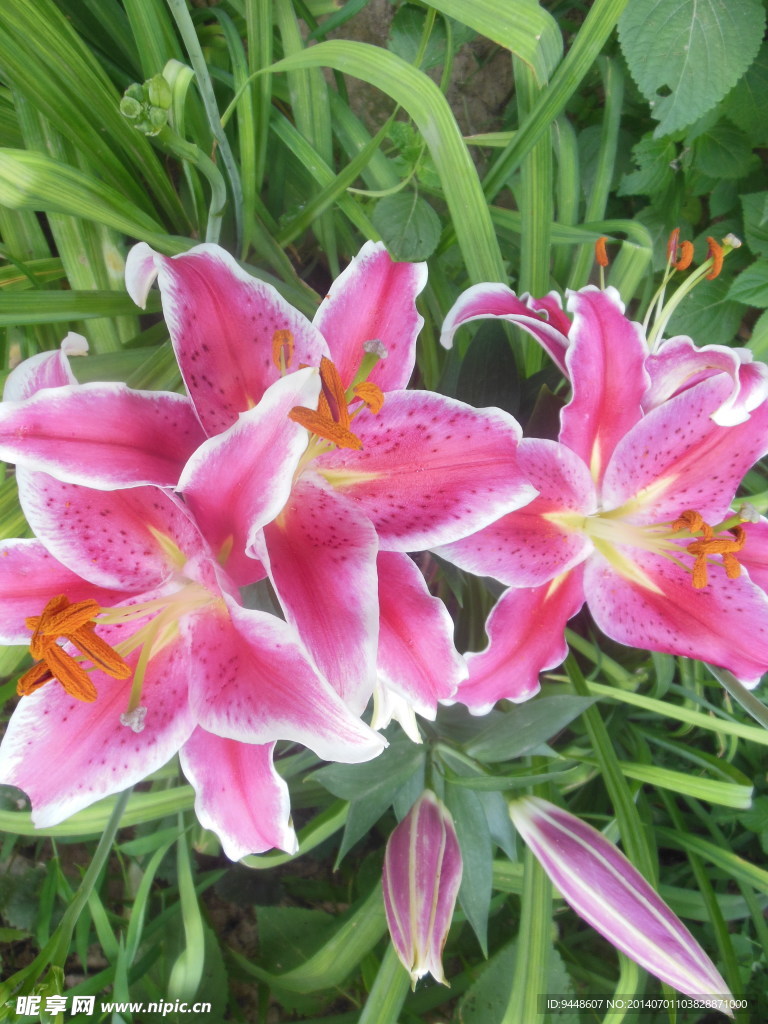 百合花