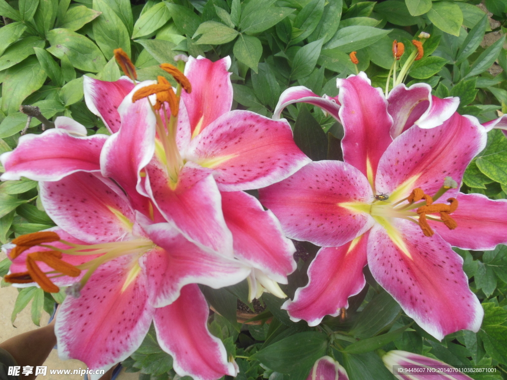 百合花
