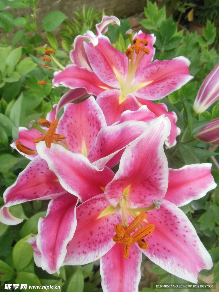 百合花