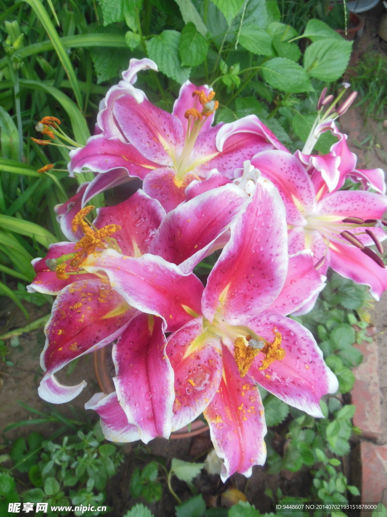 百合花