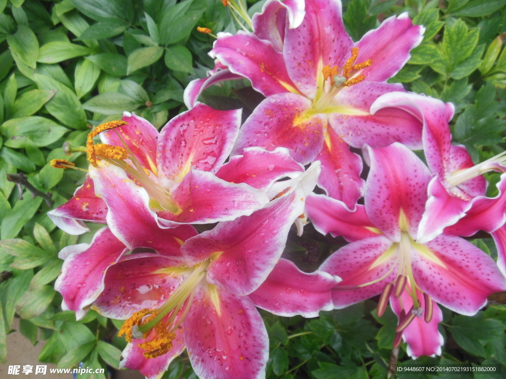 百合花