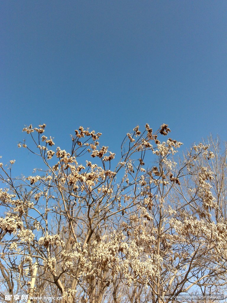 秋日枯树