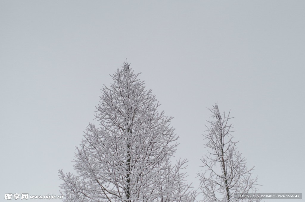 雪树
