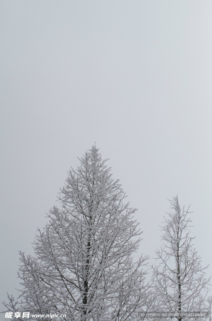 雪树