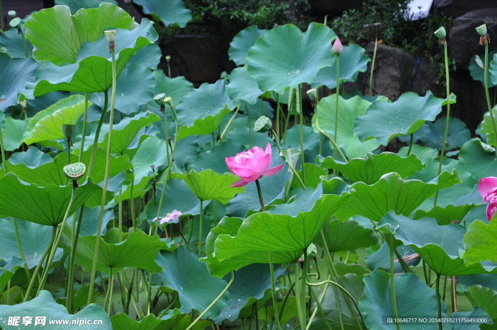 锦里 荷花