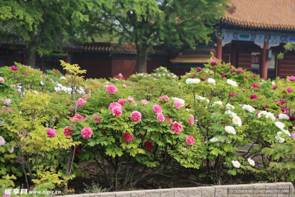 牡丹 花卉 植物 园林