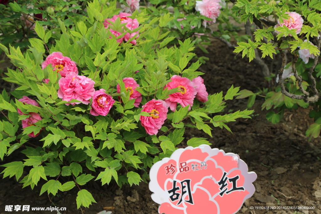 牡丹 花卉 植物 园林