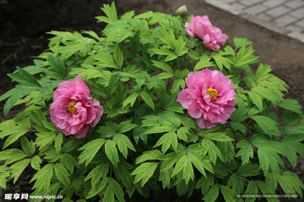 牡丹 花卉 植物 园林