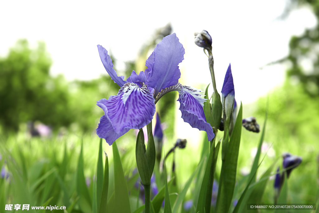 鸢尾花