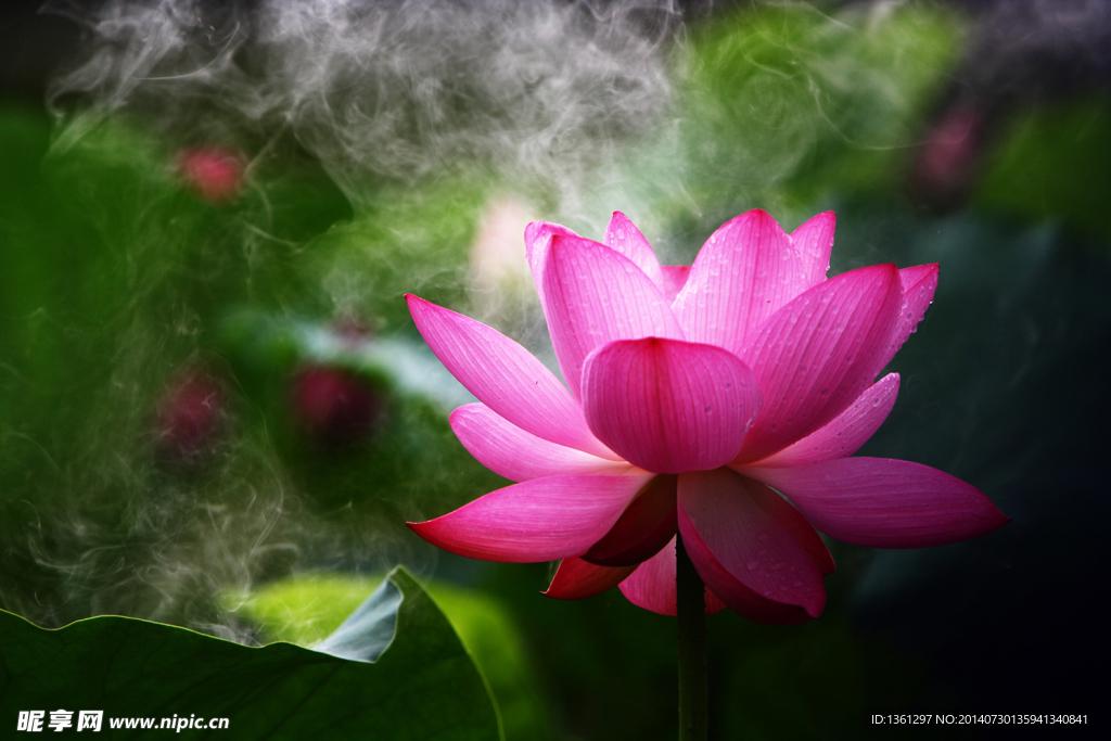 荷花 粉莲花