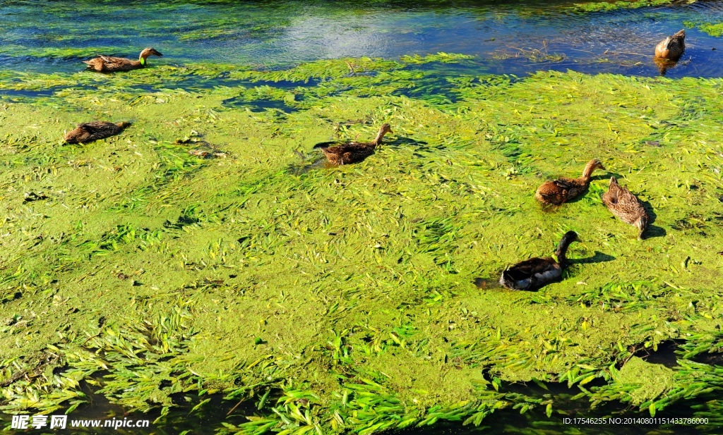 江南水乡 浮萍