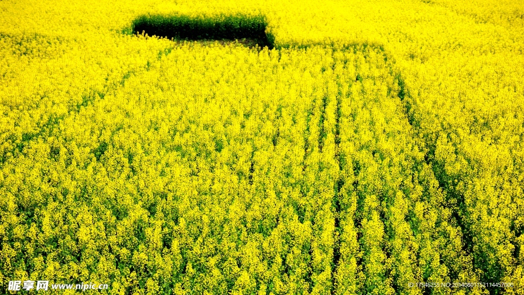 江南水乡 油菜花 山川