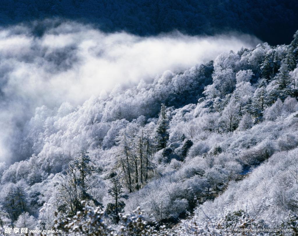 冰树雪景