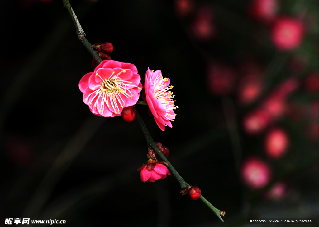 梅花