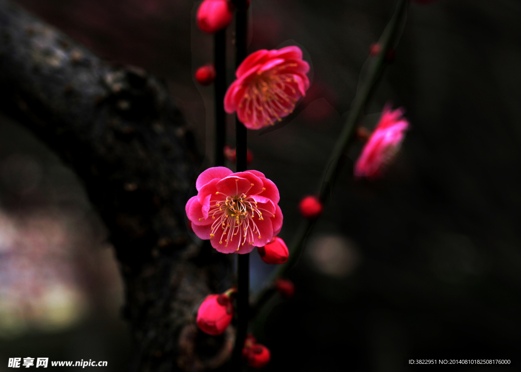 梅花