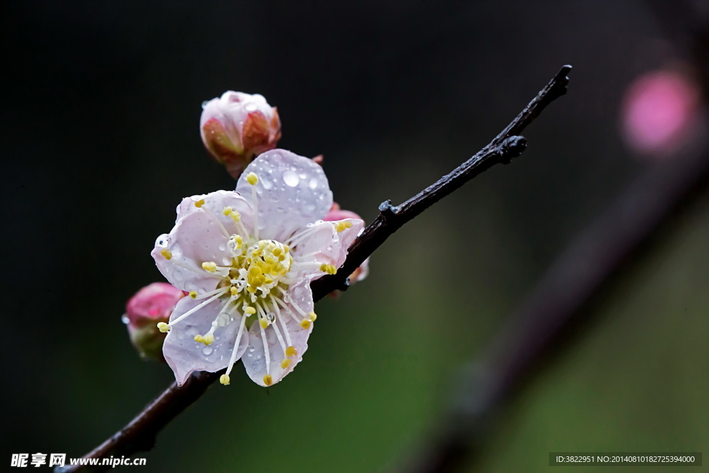 梅花