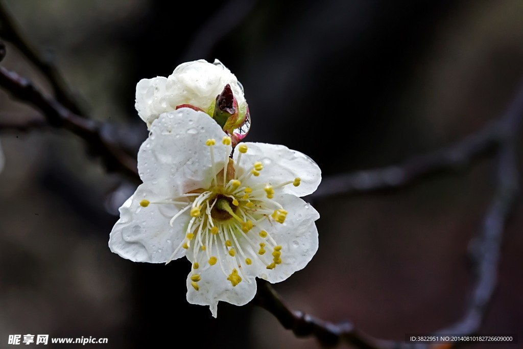 梅花