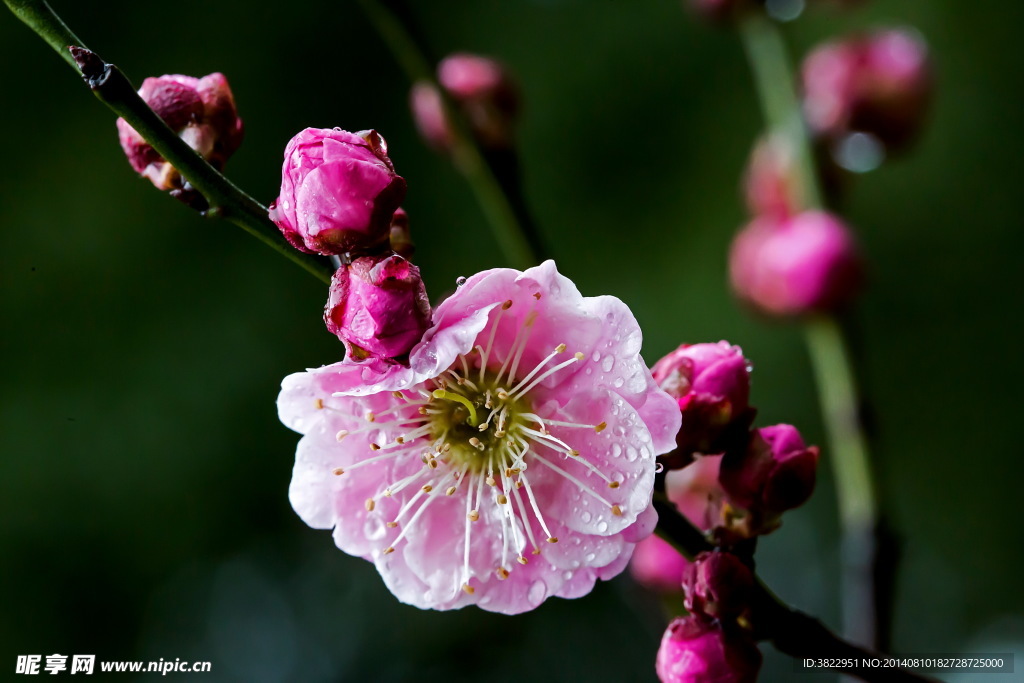 梅花