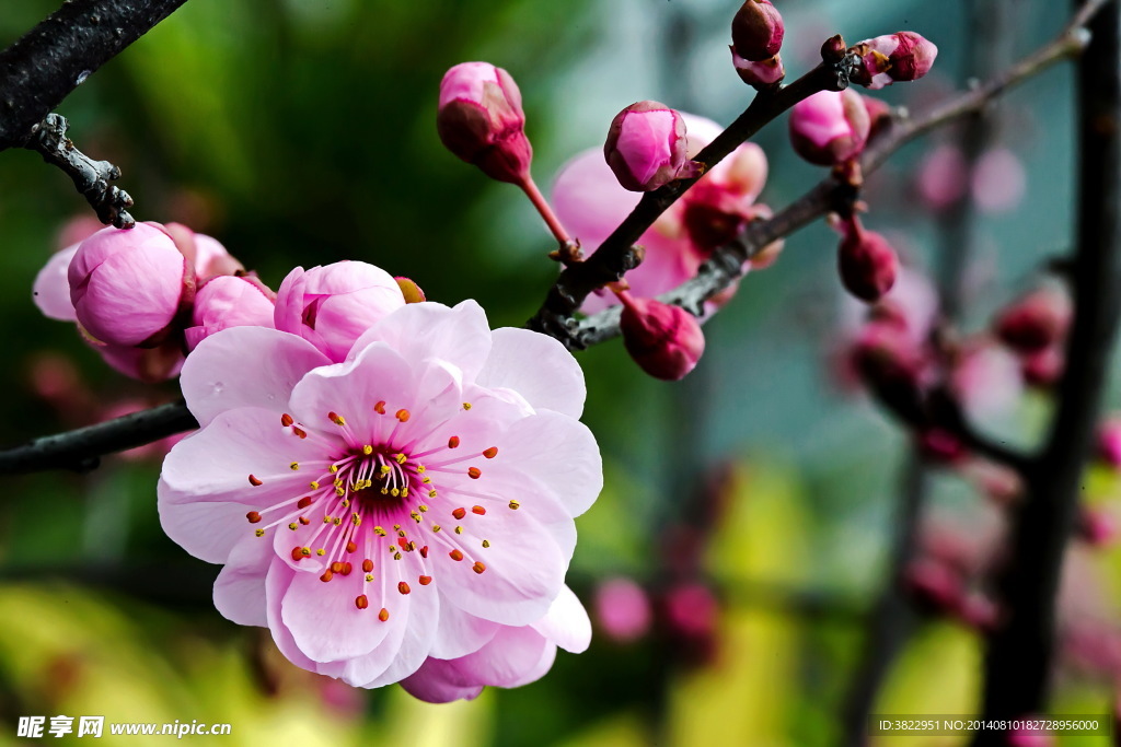 梅花