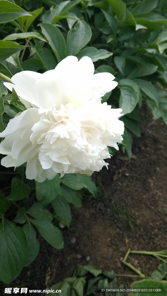 芍药