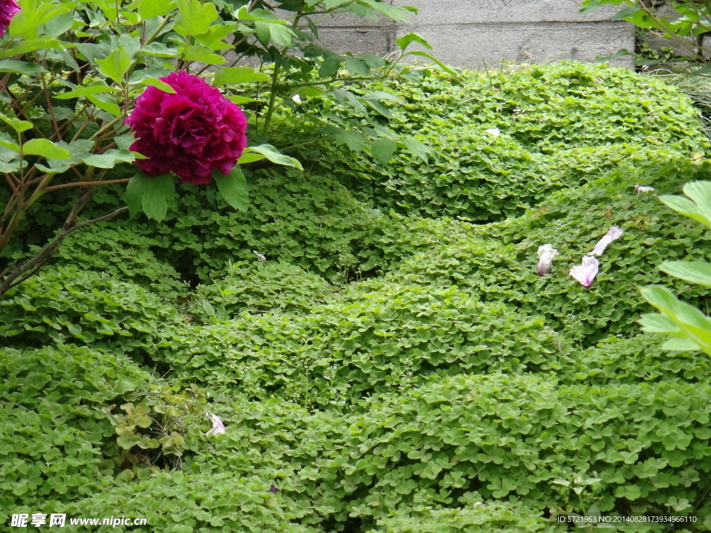 牡丹花